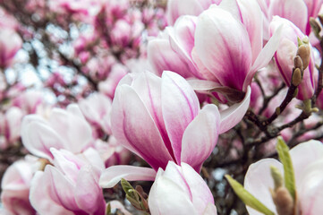 Fototapeta na wymiar Pink Magnolia Tree with Blooming Flowers during Springtime