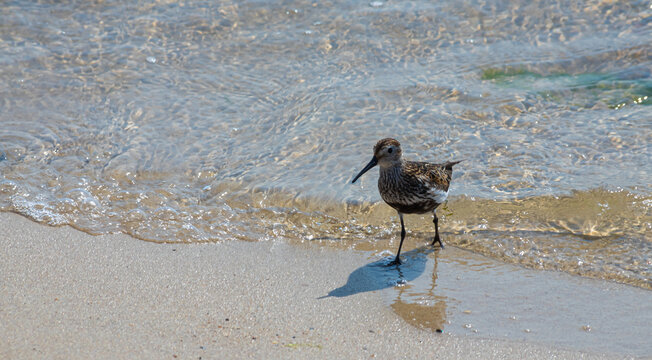 A Dunlin is walking on the beach. Also known as a Red-backed Sandpiper
