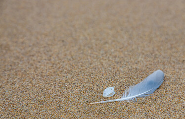 Sand texture. Copy space. Top view. Flat lay. Feather of a bird on wet sand close-up