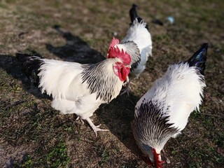 Big male sussex chicken or rooster in the garden. English sussex chicken breed.