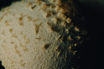 Fungus on the food in the kitchen
