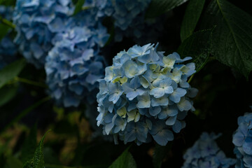 Close up colorful Hydrangea 