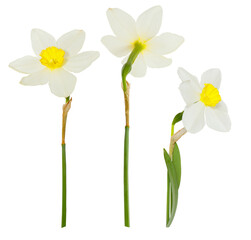 Single white flowers Daffodils on white background. Spring season bloom of Jonquil. Blossom of spring flowers narcissus. Celebrating of St. David's Day