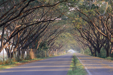 Fototapeta premium Beautiful road with natural tree tunnel