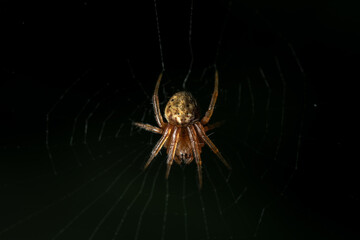 spider on the net in dark forest