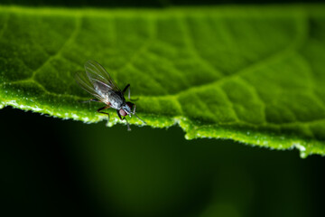A fly on the leaf in farm
