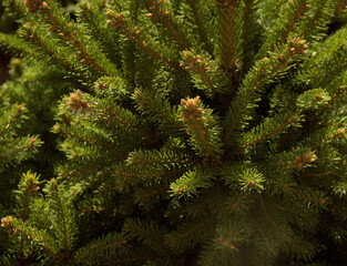 Bright green juicy needles of a young spruce close-up