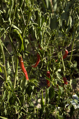 Red chili pepper on a bush among green leaves
