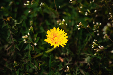 Yellow dandelion in the grass in spring