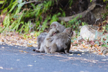 Naklejka premium Wild monkey in Yakushima island Kagoshima Japan 