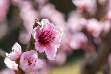 Close-up of a pink cherry blossom in bloom against a blurred background 