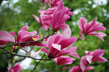 Magnolia 'Susan' flowers during spring blooming in a city park. Branches of magnolia tree on the background of fresh spring greens  © Mariana