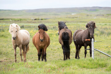 Islandpferde auf einer Koppel nahe Rif auf der Halbinsel Snæfellsnes im Westen Islands