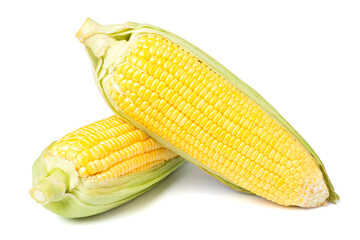 Fresh corn with husks. isolated on white background.