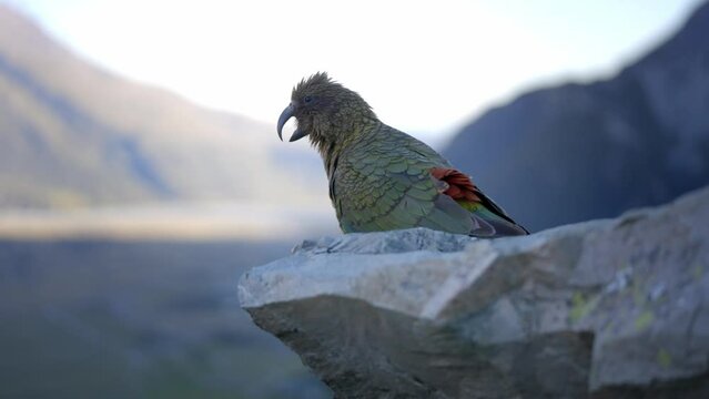 Beautiful native bird Kea looking out over the mountains. New Zealand