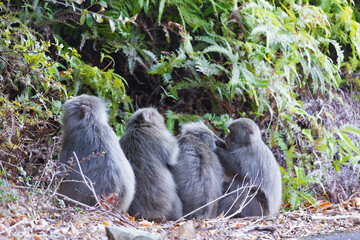 Wild monkey in Yakushima island Kagoshima Japan	