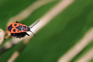 A red and black fire bug (Pyrrhocoridae) sits on a dry stalk against a green background in nature