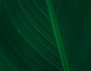 striped dark green leaf background