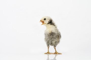 silver Sebright bantam hen isolated on white.
