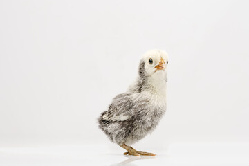 silver Sebright bantam hen isolated on white.