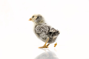silver Sebright bantam hen isolated on white.