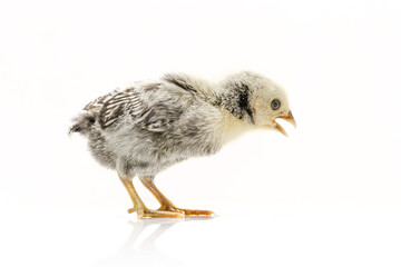 silver Sebright bantam hen isolated on white.