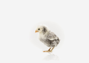 silver Sebright bantam hen isolated on white.