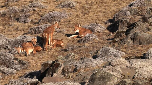 Ethiopian wolf pair, Canis simensis, pack in the nature. Bale Mountains NP, in Ethiopia. Two rare endemic animal from east Africa. Wildlife nature from Ethiopia.             