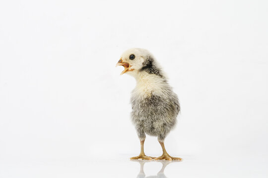 silver Sebright bantam hen isolated on white.