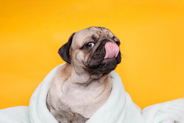 Funny wet puppy of the pug breed after bath wrapped in towel. Just washed cute dog in bathrobe on...