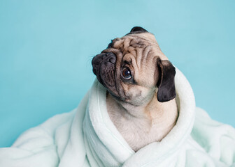 Funny wet puppy of the pug breed after bath wrapped in towel. Just washed cute dog in bathrobe on...