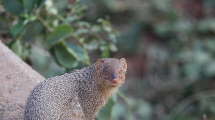 Mongoose sitting and watching curiously