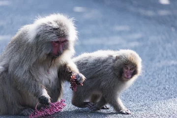 Fotobehang Wild monkey in Yakushima island Kagoshima Japan  © osero.