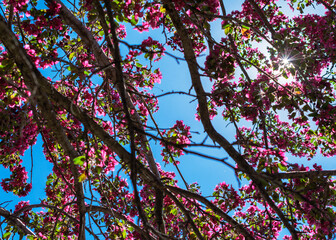 Looking up into a canopy of pink crab apple blossoms with sun creating a sunburst as it filters through the branches.