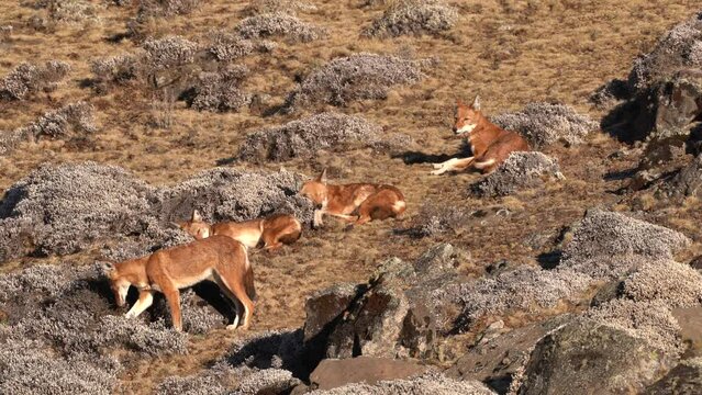 Ethiopian wolf pair, Canis simensis, pack in the nature. Bale Mountains NP, in Ethiopia. Two rare endemic animal from east Africa. Wildlife nature from Ethiopia.             