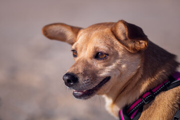 Close-up of mixed-breed dog's happy face looking away from the camera with relaxed jaw and ears isolated on a blurred background in brown tones. Empty space for text