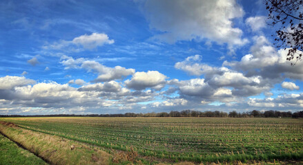 Fototapeta na wymiar Clouds and blue sky above the Es of Uffelte Drenthe Netherlands. Fields at the Uffelter es. Panorama.