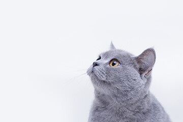 Funny large tabby cute kitten. Pets concept. Lovely fluffy smiling cat on white background. British Shorthair cat asks for food. Free space for text. Wide angle horizontal wallpaper or web banner. - Powered by Adobe