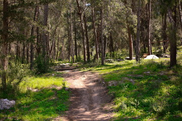 path in the forest