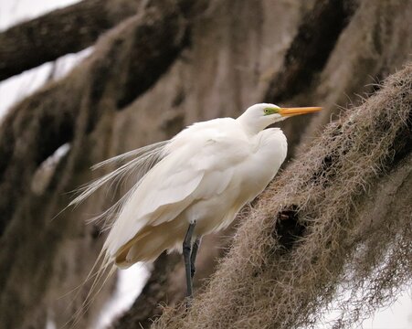Regal pose Great White Heron Egrat