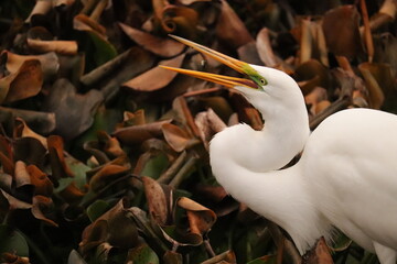 Obraz premium Great White Heron Fish meal time