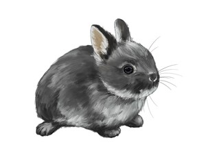 animal and nature sketch cute little fluffy rabbit digital drawing 2