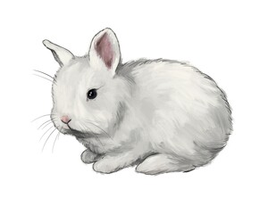 animal and nature sketch cute little fluffy rabbit digital drawing 5