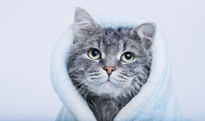 Funny smiling wet gray tabby cute kitten after bath wrapped in blue towel with big  eyes. Just washed lovely fluffy cat in bathrobe on gray background.