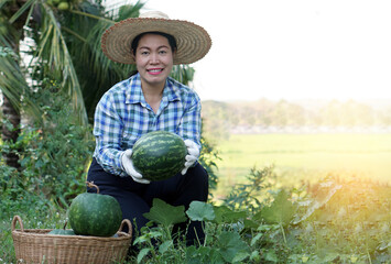 Asian female gardener wears hat, plaid shirt and groves hold watermelon fruit at garden in the...