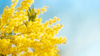 Close up of yellow mimosa flowers against blue sky - obrazy, fototapety, plakaty
