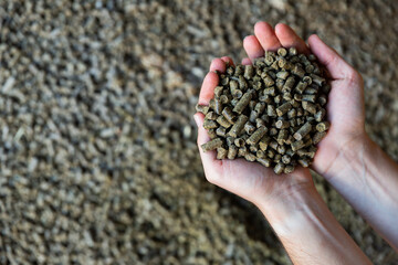 Closeup of handful of granulated rapeseed meal in male hands. Concept of organic supplement in...