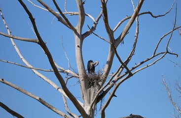 Great Blue Heron nest in mystical tree