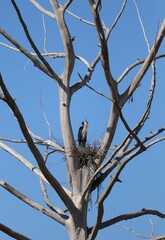 Great Blue Heron nest in mystical tree
