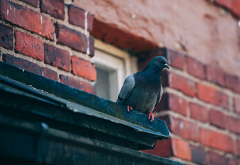 Pigeon sitting on a rain gutter. Old brick wall in the background. Columba livia domestica.